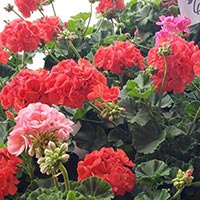 farm market flowers and plants